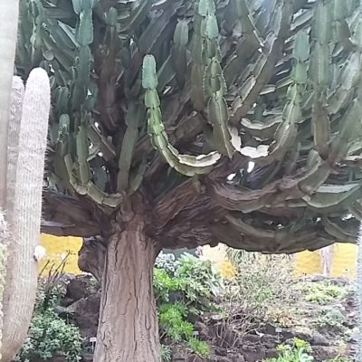 botanická zahrada
pryžcový strom ( já bych řekl kaktus)